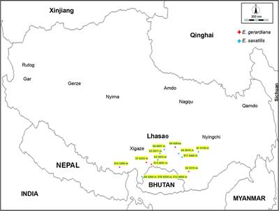 The effect of high altitude on ephedrine content and metabolic variations in two species of Ephedra